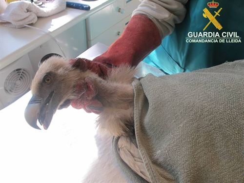 Recuperan un buitre leonado en una fábrica de abono de Cubells (Lleida)