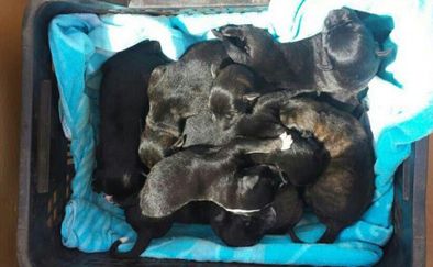 Siete cachorros muertos y uno vivo en un contenedor en Almería
