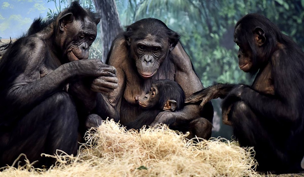 Proyecto Gran Simio insta a Europa con dos interesantes propuestas de protección animal