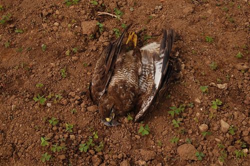 Aumento de denuncias por uso ilegal de cebos