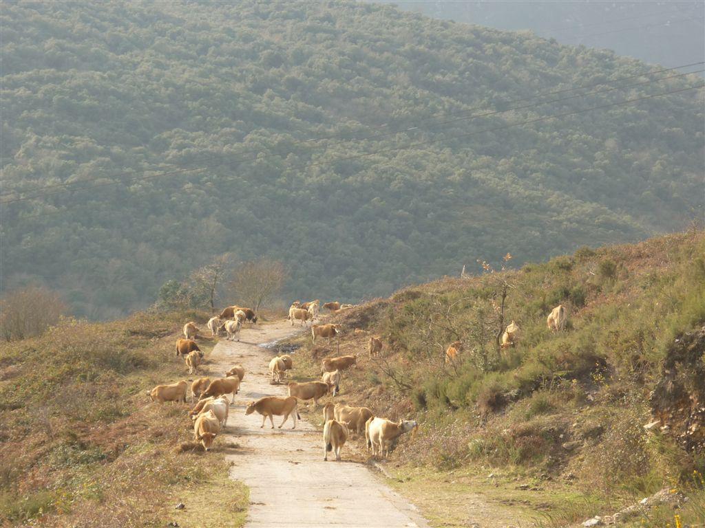 Los ecologistas asturianos preocupados por la carga ganadera de Picos