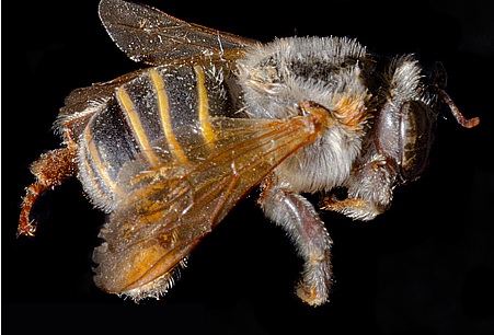 Dos nuevas especies de abeja: nuevas piezas del rompecabezas que es Panamá