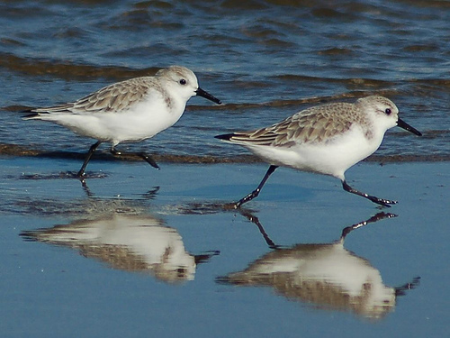 Aves y clima. Una herramienta para la enseñanza del cambio climático