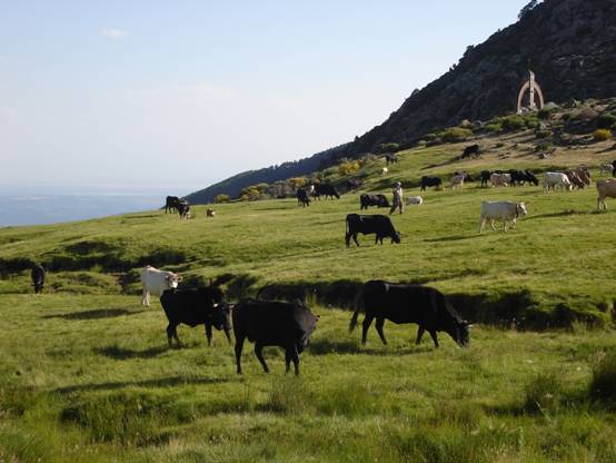 La Sierra del Rincón recupera el paisaje tradicional en las vías pecuarias