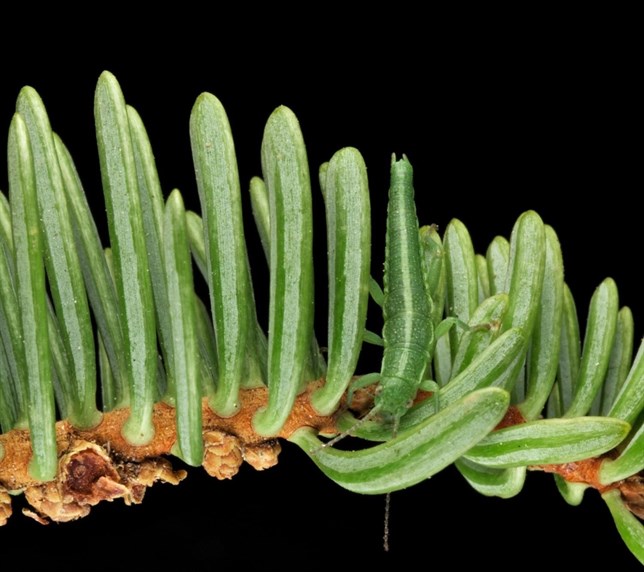 Genetistas exploran el proceso de formación de nuevas especies