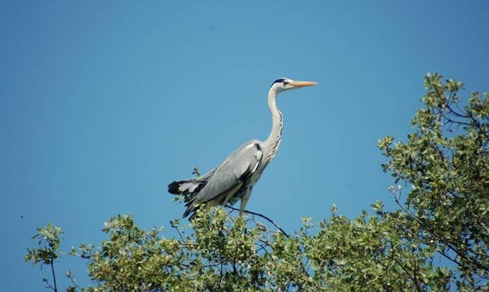Curso en Gestión de la Fauna y Espacios Naturales