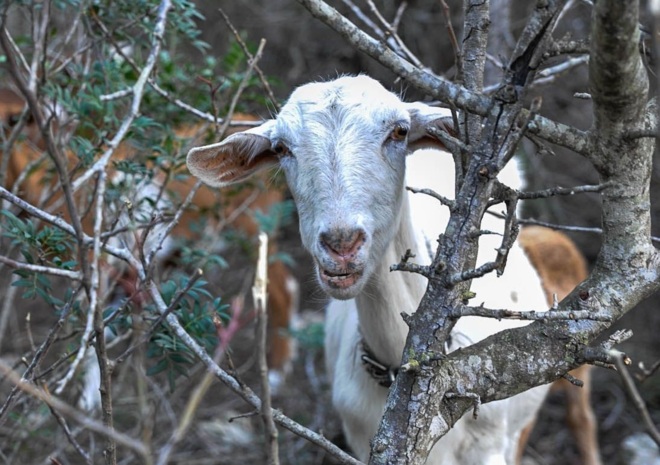 Explicaciones sobre el exterminio de cabras del islote ‘Es Vedrà’ (Ibiza)