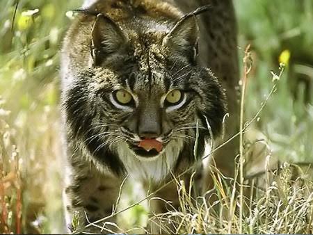 Europa quiere proteger la biodiversidad en ‘peligro’