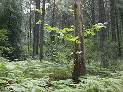 El sector forestal puede ser una solución ante el desempleo en Andalucía