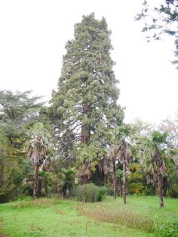Catálogo de Árboles Singulares de Aragón