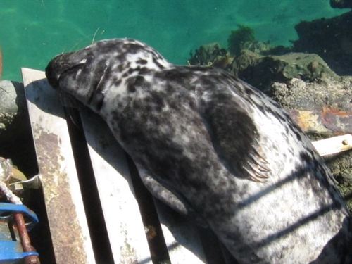 Muere uno de los ejemplares de foca gris aparecido en Pasaia (Guipúzcoa)