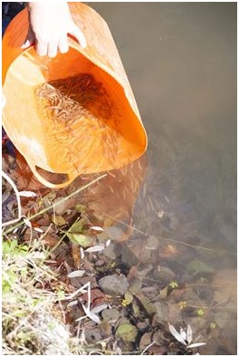 Más de 8.000 barbos liberados en los ríos Segre y Noguera Pallaresa (Lleida)