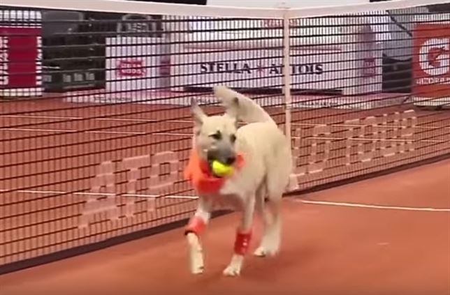 Perros ‘recoge – pelotas’ (Vea VIDEO)