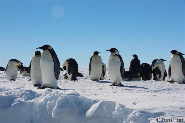 El pingüino emperador y la última Edad de Hielo