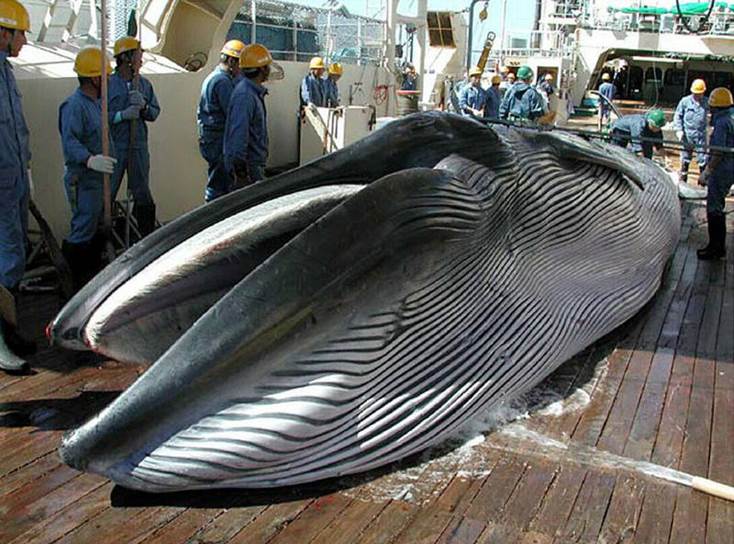 La flota ‘asesina’ japonesa parte hacia la Antártida para matar ballenas