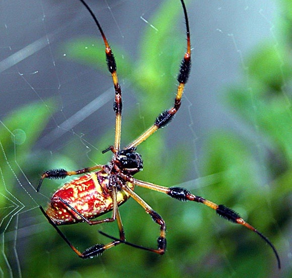 Descubren por qué las arañas se mueven exitosamente en sus redes pegajosas