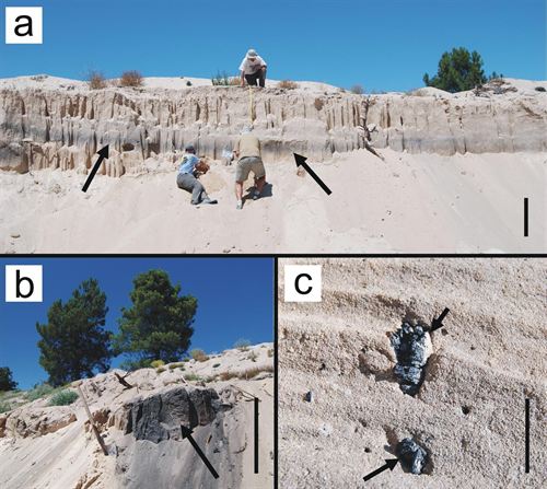 Investigadores de UAM y UPM confirman la hegemonía milenaria de pinares segovianos