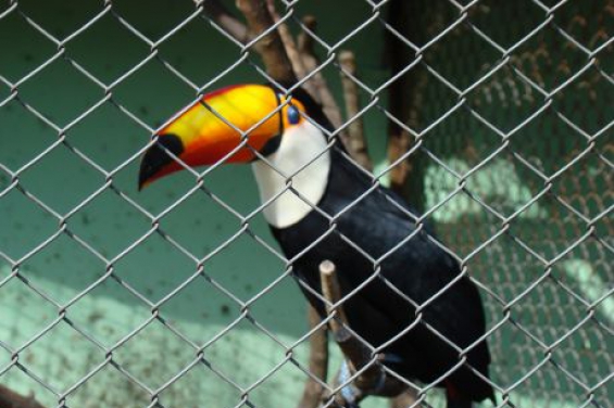 Argentina. Rescataron en Salta a dos tucanes que estaban a la venta en internet