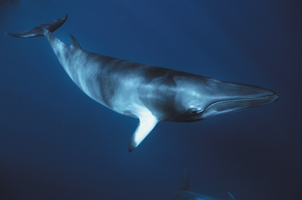 Islas Canarias. Turismo de Tenerife impulsa un plan de inspección y control de la actividad de avistamiento de cetáceos