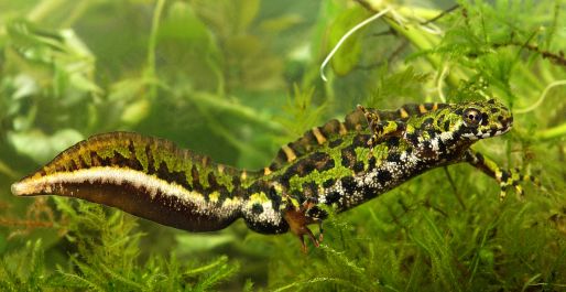 El 31 de marzo finaliza el plazo de inscripción del concurso de la WWF para la financiación de microproyectos de conservación de anfibios