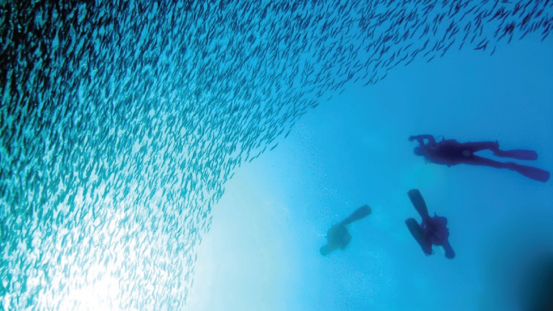 Guías buzos de Galápagos serán regularizados