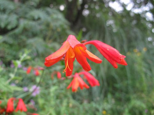 Cantabria. El Proyecto Ríos organiza un curso sobre la flora invasora presente en los ríos de Cantabria