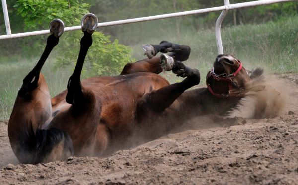 El Consell de Mallorca investigará la muerte del caballo Sorky das Pont a golpes