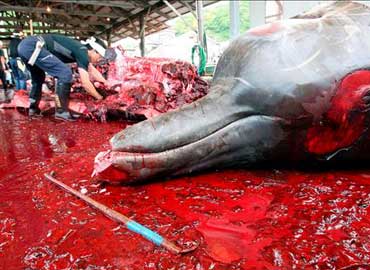 Japón a vueltas con la caza de ballenas