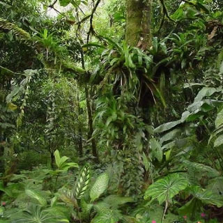 Sólo queda el 36% de las selvas