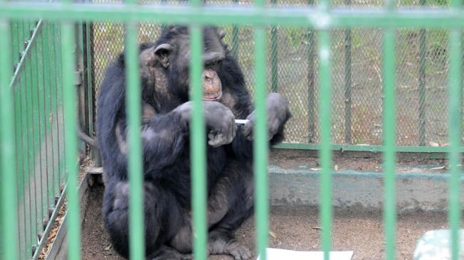 Piden prohibir el comercio y tenencia de primates entre particulares