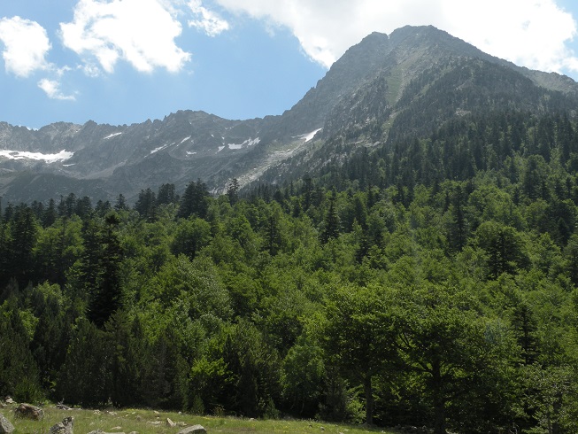 La disponibilidad de nutrientes determina la eficiencia de secuestrar carbono de los bosques