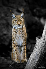 Las carreteras de Doñana  son una trampa mortal para los linces