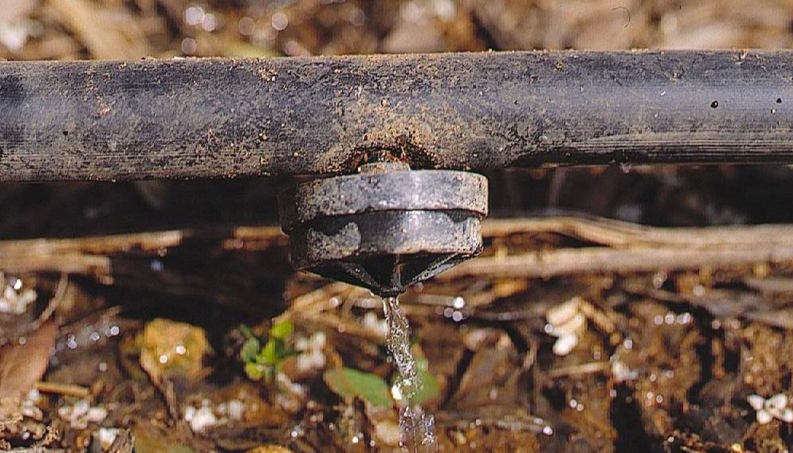 Científicos debaten en Sevilla sobre las relaciones hídricas en las plantas para un uso racional del agua
