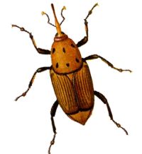 Detectado el picudo rojo en Monesterio (Badajoz)