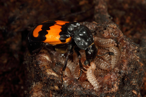 Abstinencia sexual forzada para que los escarabajos cuiden de sus larvas