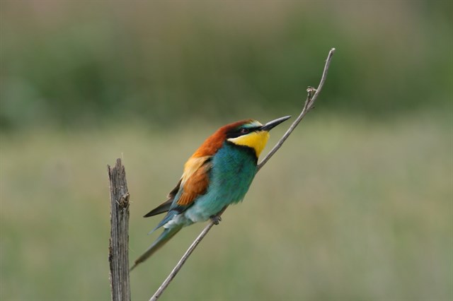 Aragón promociona sus 16 rutas ornitológicas en el Delta Birding Festival
