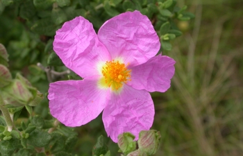 Las organizaciones ambientales tachan de irresponsable el dictamen del CESRM sobre los planes de recuperación de especies y piden su retirada