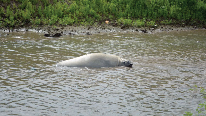 Elefante Marino hallado en Yaguachi retornó a cauce natural