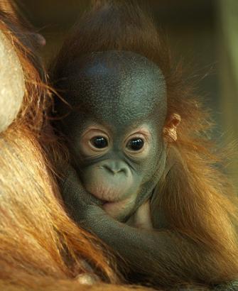 Especies en peligro de extinción