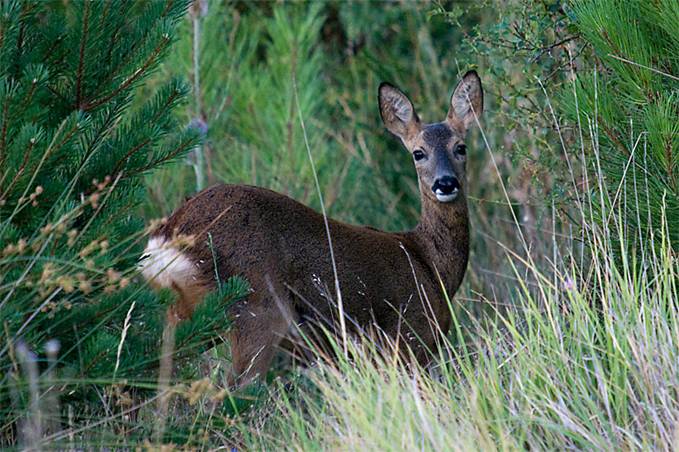 Cinco cazadores ‘imputados’ por abatir una hembra de corzo fuera de temporada Lobios (Orense)