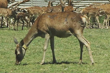 Las ciervas dominantes eligen siempre lo mejor de la dieta