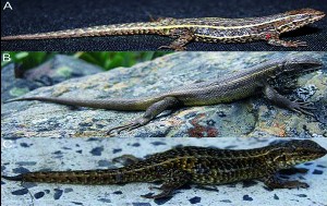 Perú. Identifican 3 nuevas especies de lagartos