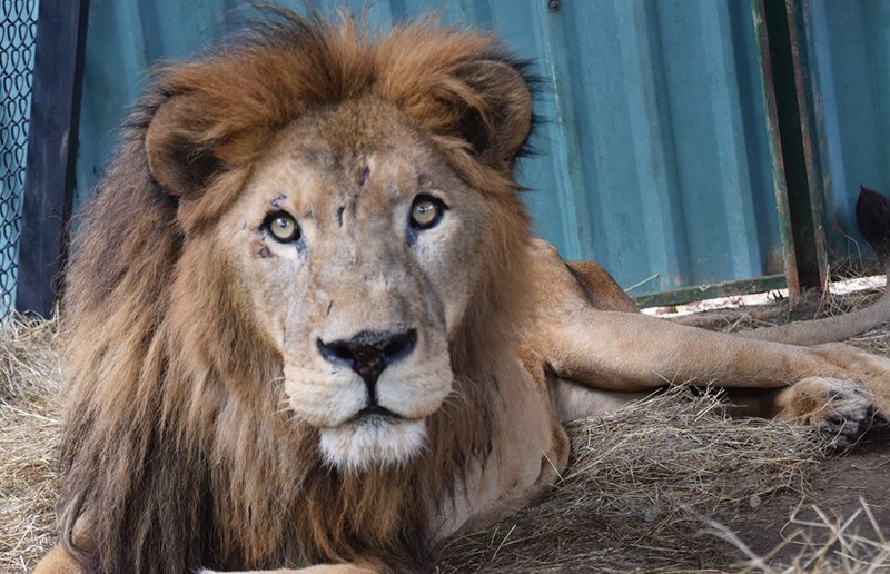 Costa Rica. Ahora quieren matar al león Kivu