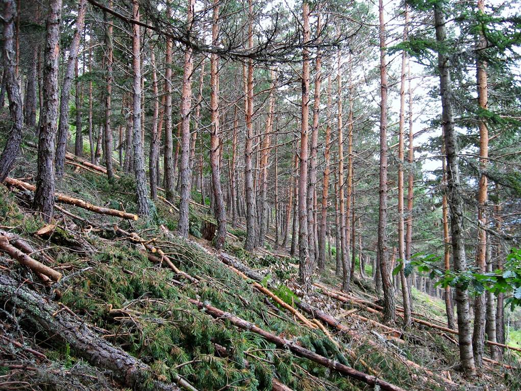 Extraer biomasa para usos energéticos evita incendios forestales