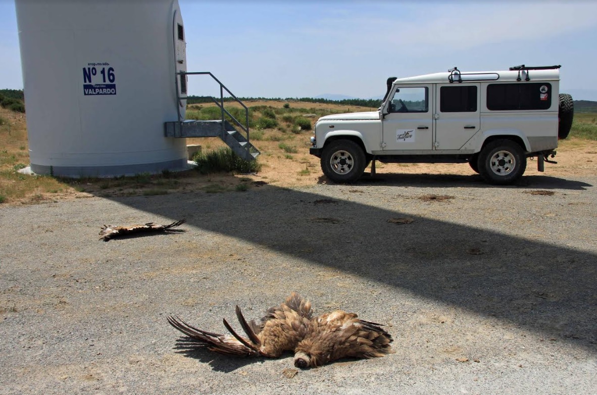 Continúan las muertes de buitres en los parqques eólicos de campo azálvaro ante el efecto de artacción que provoca el vertedero de avila-norte.