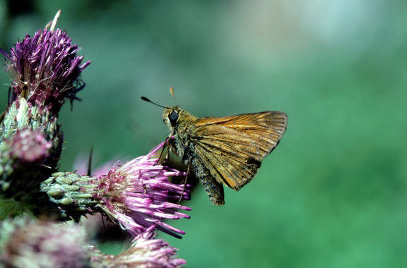 Polillas se comportan como mariposas para aparearse