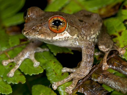 La catástrofe que acabó con los dinosaurios abrió el camino a las ranas
