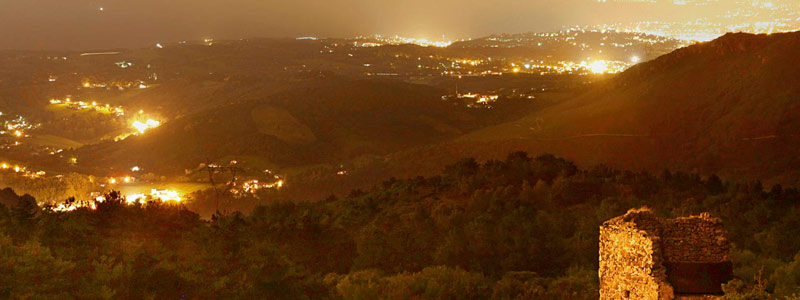 Cómo afecta la contaminación lumínica a las plantas