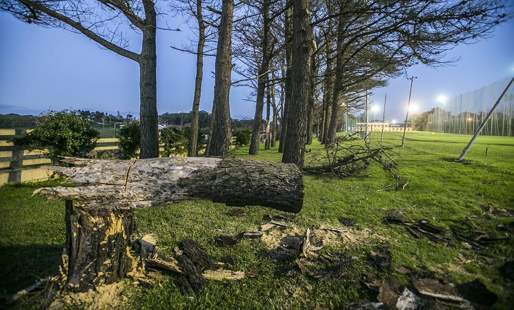 Talan 70 pinos del Campo de Golf de Mataleñas enfermos