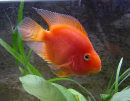 Los peces utilizan los sentidos para orientarse